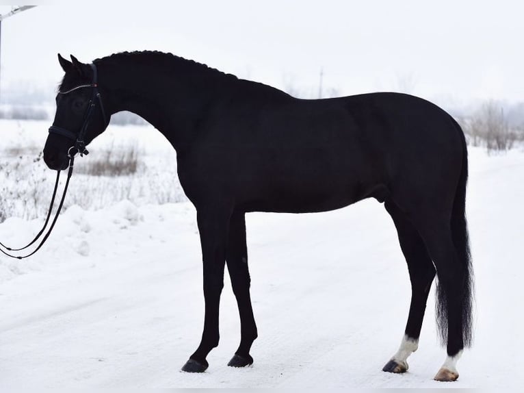 KWPN Wałach 6 lat 170 cm Kara in Kossuth Lajos 19