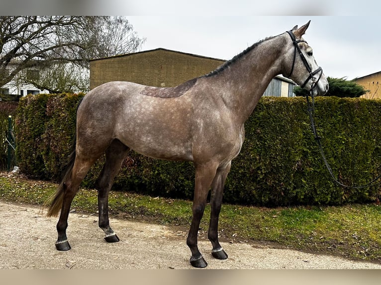 KWPN Wałach 6 lat 170 cm Siwa jabłkowita in Friedberg