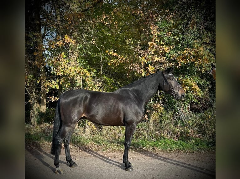 KWPN Wałach 6 lat 170 cm Skarogniada in GROTE-BROGEL