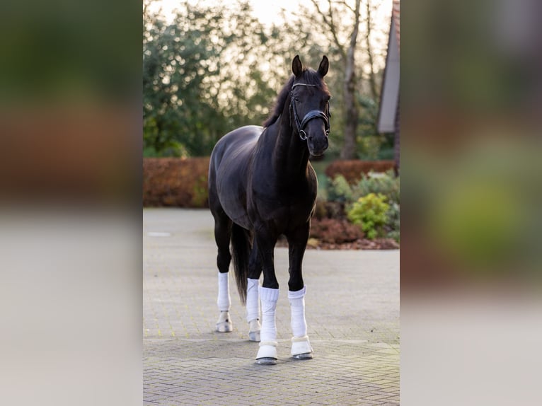 KWPN Wałach 6 lat 171 cm Kara in Nijkerk