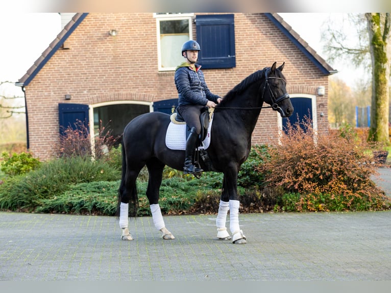 KWPN Wałach 6 lat 171 cm Kara in Nijkerk