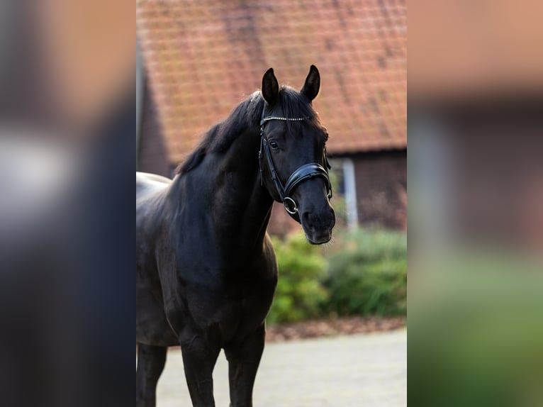 KWPN Wałach 6 lat 171 cm Kara in Nijkerk