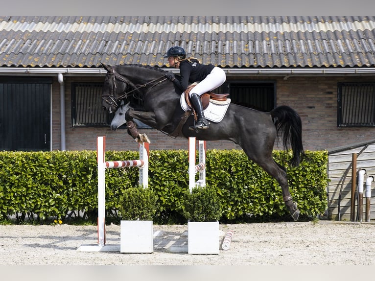 KWPN Wałach 6 lat 171 cm  in Waddinxveen