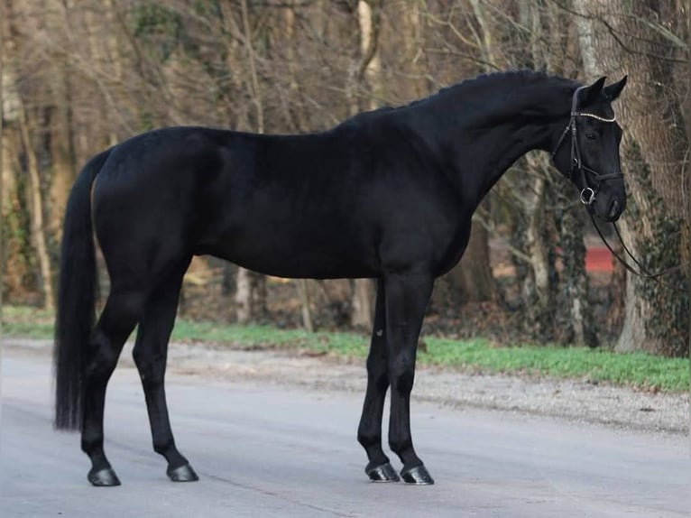 KWPN Wałach 6 lat 171 cm Skarogniada in Gramatneusiedl