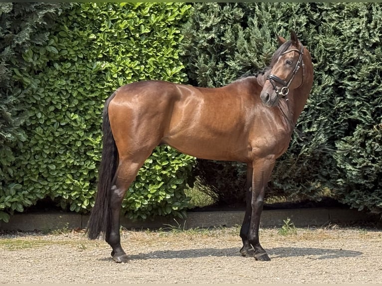 KWPN Wałach 6 lat 172 cm Ciemnogniada in Oud Gastel