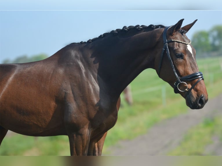 KWPN Wałach 6 lat 172 cm Ciemnogniada in Oud Gastel