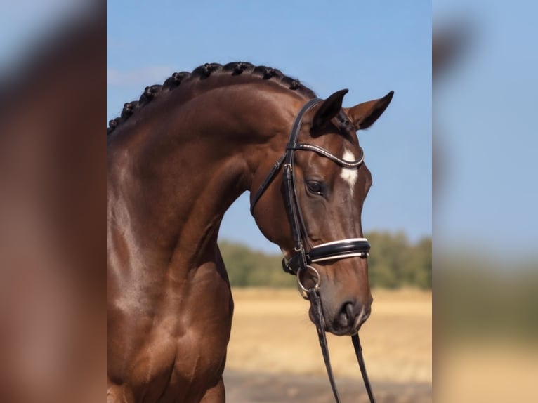 KWPN Wałach 6 lat 172 cm Gniada in Dunaújvárosi Járás