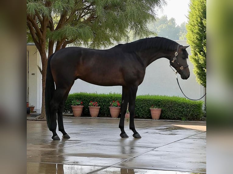 KWPN Wałach 6 lat 173 cm Ciemnogniada in Kondoros