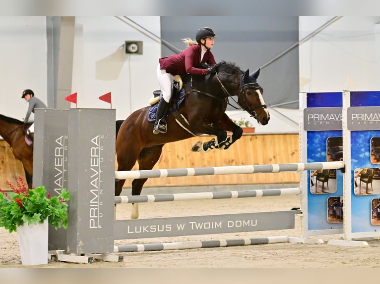 KWPN Wałach 6 lat 173 cm Gniada in Olsztyn