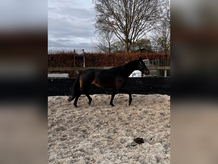 KWPN Wałach 6 lat 174 cm Ciemnogniada in Sint Hubert