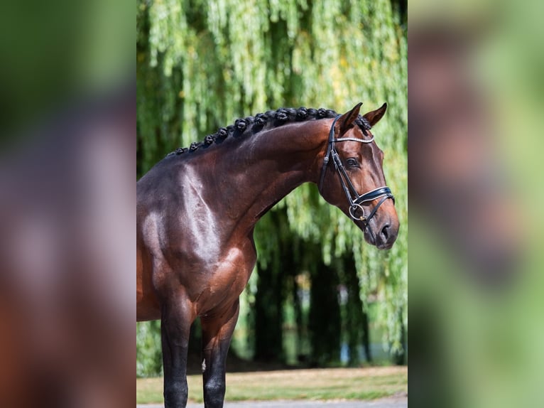 KWPN Wałach 6 lat 174 cm Ciemnogniada in Weert