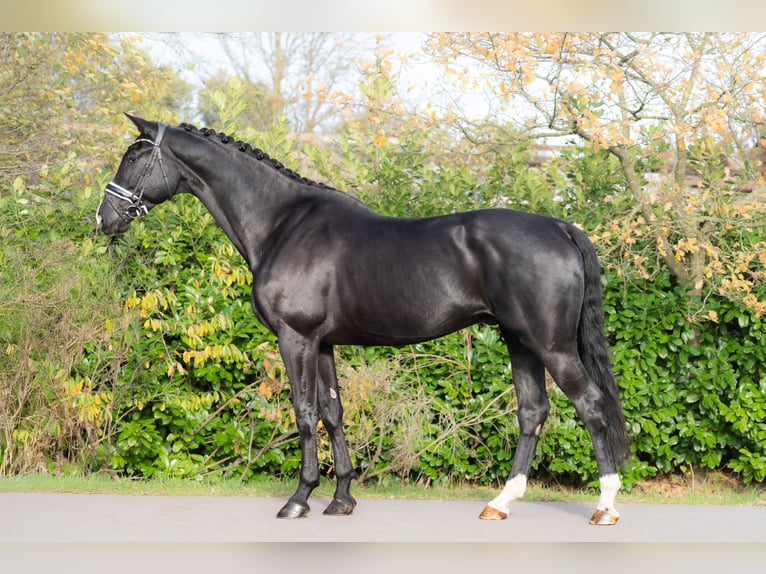 KWPN Wałach 6 lat 175 cm Kara in Oosterhout