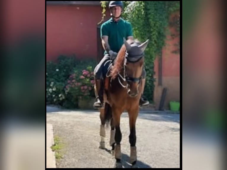 KWPN Wałach 6 lat 178 cm Gniada in Gorzano