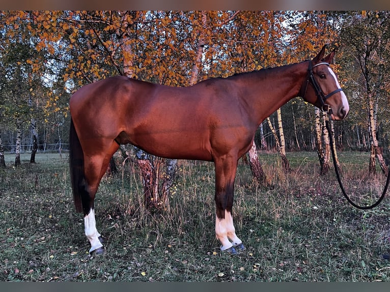 KWPN Wałach 6 lat 182 cm Gniada in Rychvald