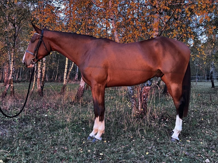 KWPN Wałach 6 lat 182 cm Gniada in Rychvald