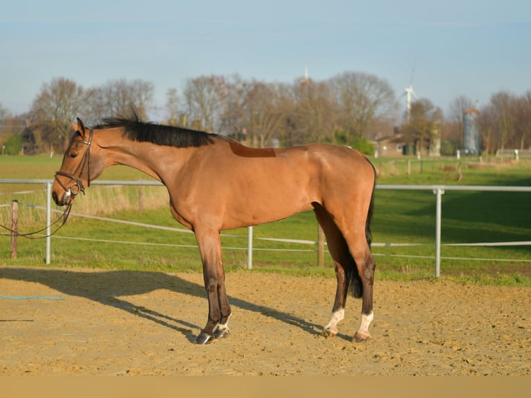 KWPN Wałach 6 lat 185 cm Gniada in Geilenkirchen