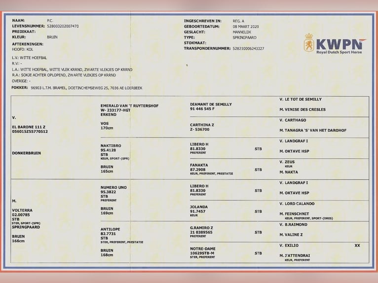 KWPN Wałach 6 lat 185 cm Gniada in Sławnikowice