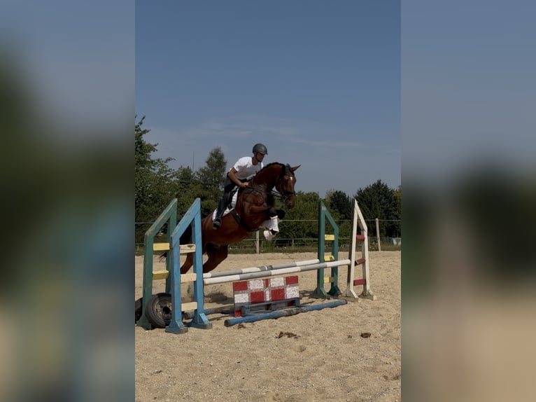 KWPN Wałach 6 lat 185 cm Gniada in Sławnikowice