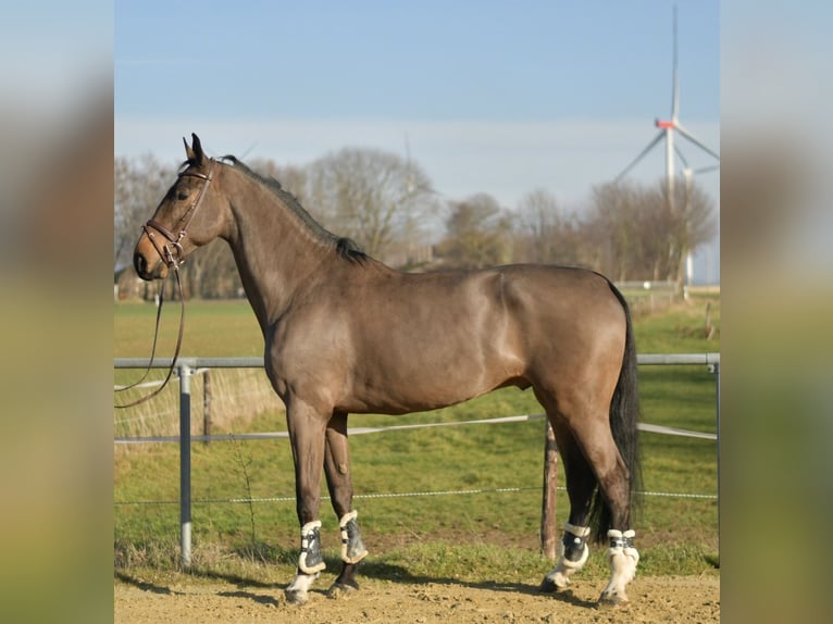 KWPN Wałach 6 lat 187 cm Ciemnogniada in Geilenkirchen