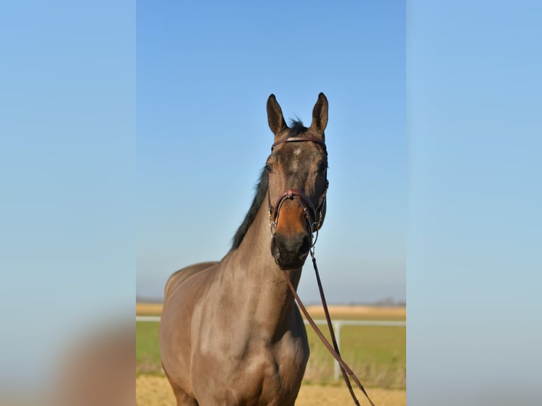 KWPN Wałach 6 lat 187 cm Ciemnogniada in Geilenkirchen