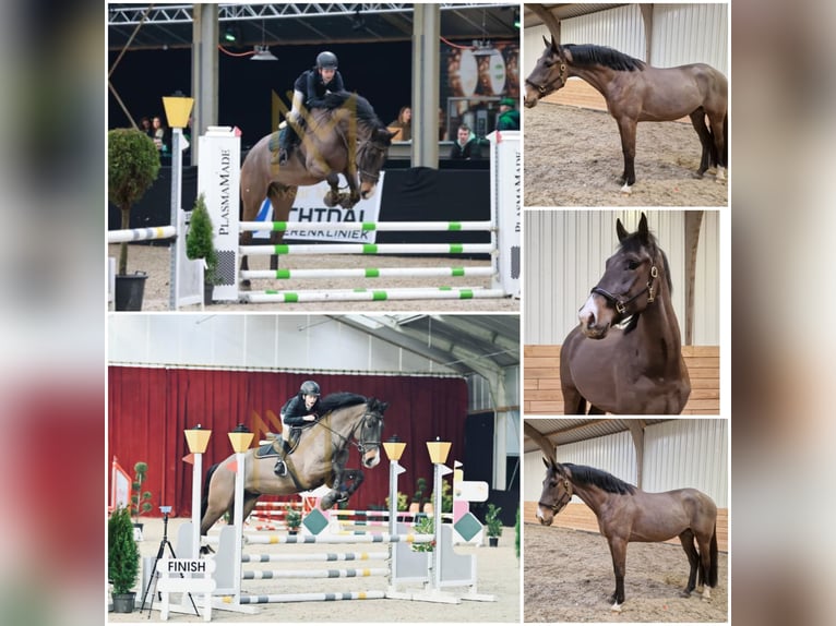 KWPN Wałach 6 lat Ciemnogniada in Den Ham