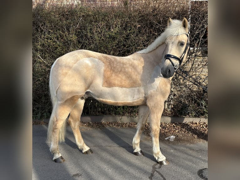 KWPN Wałach 7 lat 155 cm Izabelowata in Niederkassel