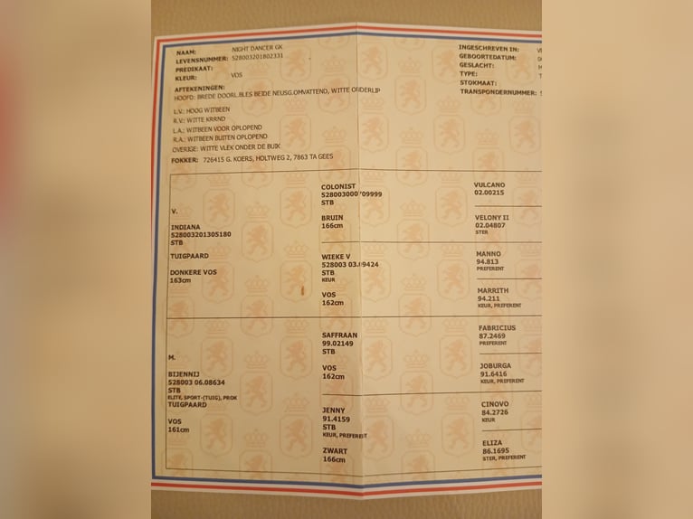 KWPN Wałach 7 lat 162 cm Ciemnokasztanowata in Tahitotfalu