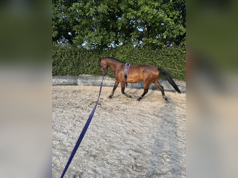 KWPN Wałach 7 lat 165 cm Ciemnogniada in Heesch