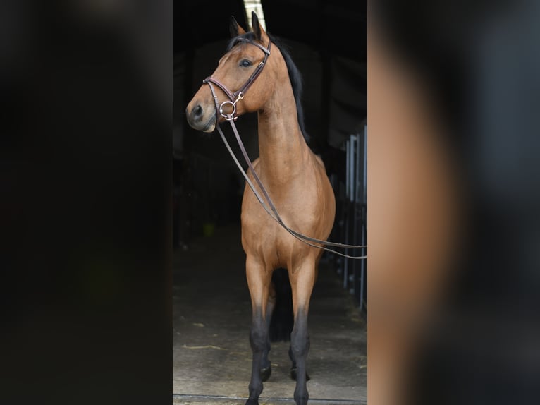 KWPN Wałach 7 lat 165 cm Gniada in Geilenkirchen