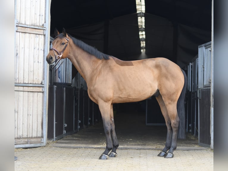 KWPN Wałach 7 lat 165 cm Gniada in Geilenkirchen