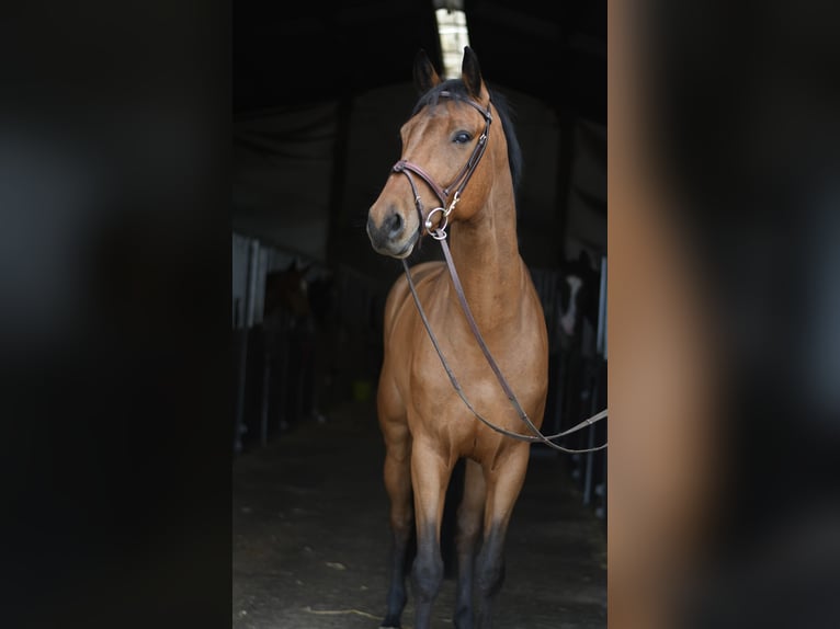 KWPN Wałach 7 lat 165 cm Gniada in Geilenkirchen