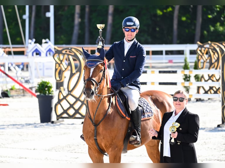 KWPN Wałach 7 lat 165 cm Kasztanowata in Piła