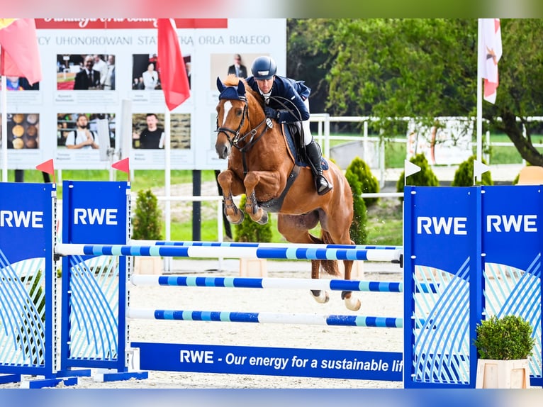 KWPN Wałach 7 lat 165 cm Kasztanowata in Piła