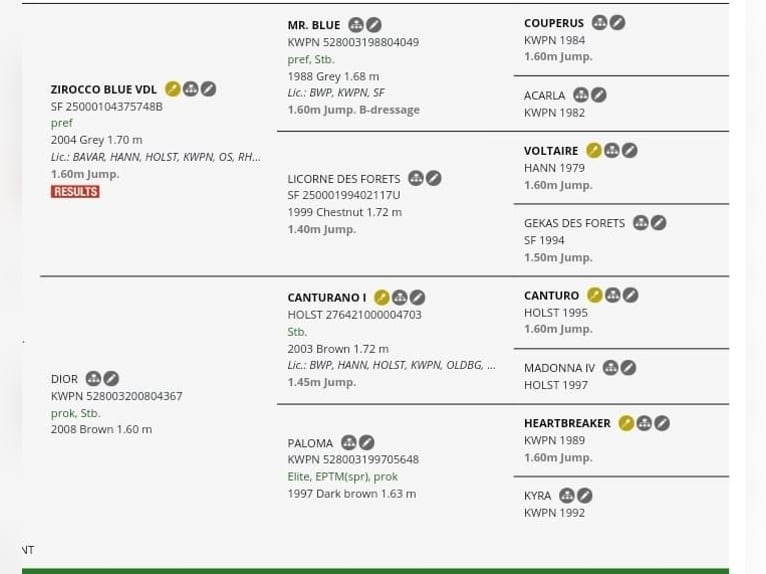 KWPN Wałach 7 lat 165 cm Kasztanowata in Piła