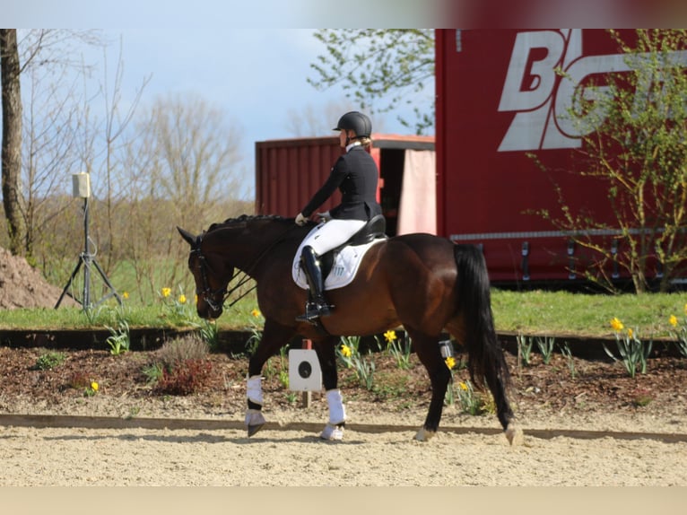 KWPN Wałach 7 lat 166 cm Gniada in Bassum