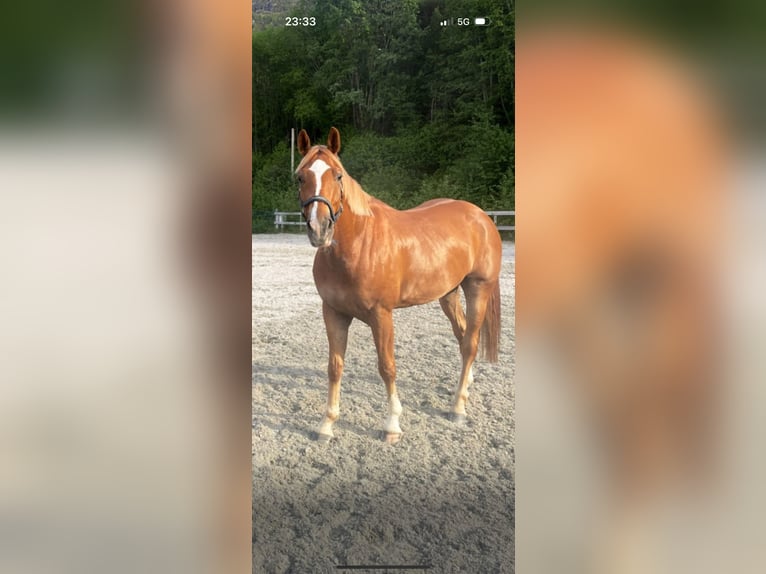 KWPN Wałach 7 lat 167 cm Ciemnokasztanowata in Langevåg