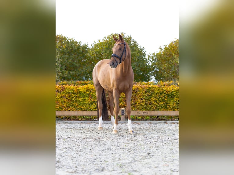 KWPN Wałach 7 lat 167 cm Kasztanowata in Goch