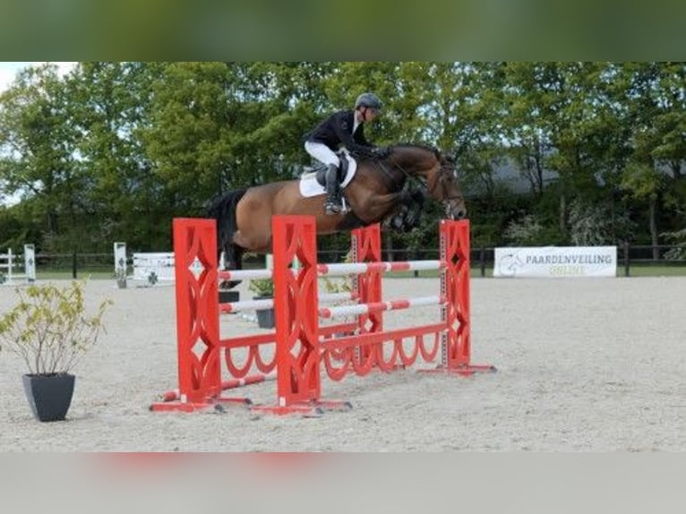 KWPN Wałach 7 lat 167 cm in Heerde
