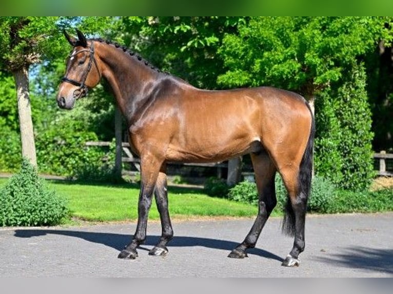 KWPN Wałach 7 lat 167 cm in Heerde