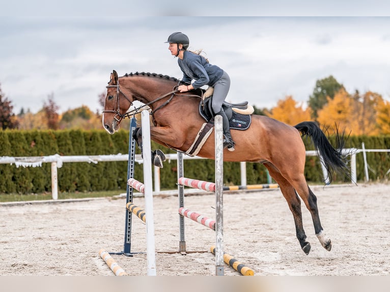 KWPN Wałach 7 lat 168 cm in Zduchovice