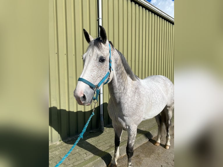 KWPN Wałach 7 lat 168 cm Siwa in Holten