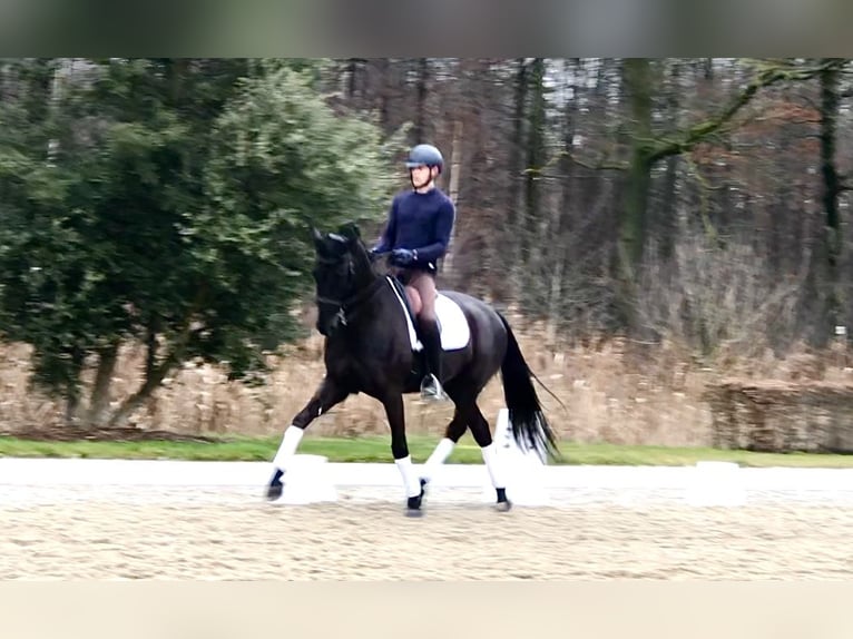 KWPN Wałach 7 lat 169 cm Kara in Bree