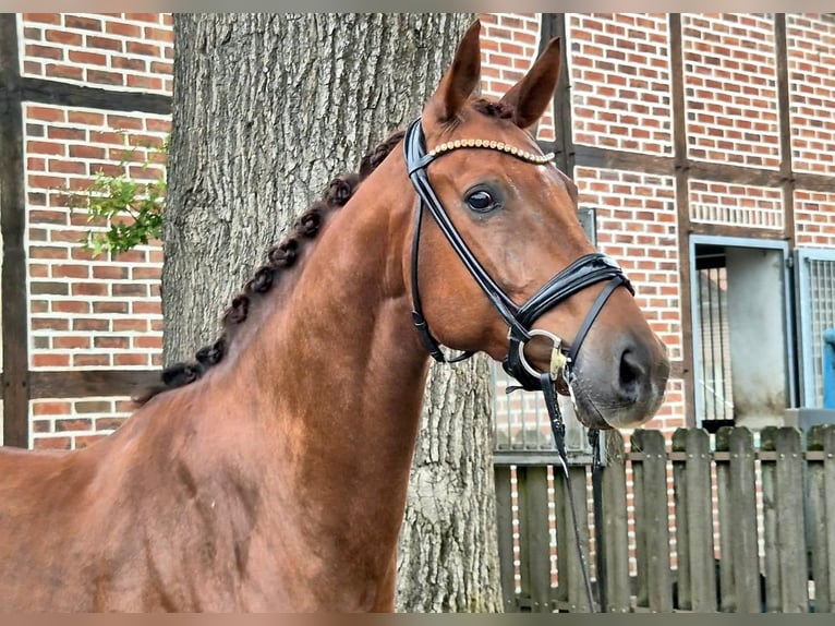 KWPN Wałach 7 lat 169 cm Kasztanowata in Lüdinghausen