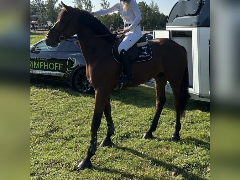 KWPN Wałach 7 lat 170 cm Gniada in Werne