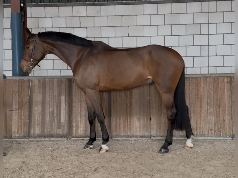 KWPN Wałach 7 lat 171 cm Gniada in Oud Gastel