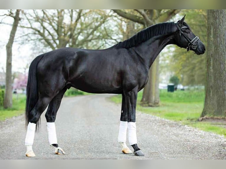 KWPN Wałach 7 lat 172 cm Ciemnogniada in Pierrelate