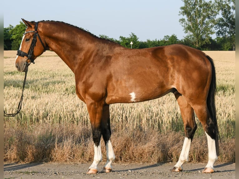 KWPN Wałach 7 lat 172 cm Gniada in Budapest