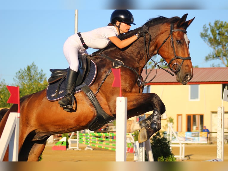 KWPN Mix Wałach 7 lat 172 cm Gniada in Sofia