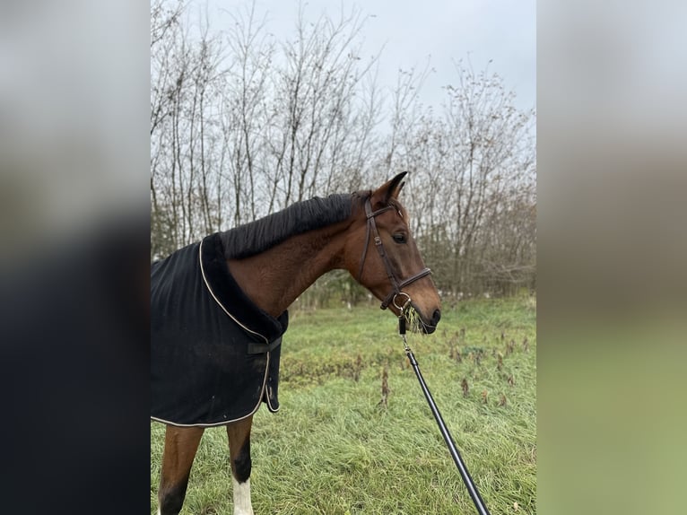 KWPN Wałach 7 lat 173 cm Gniada in Fels&#x151;pakony