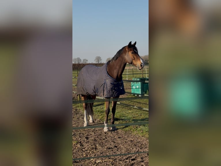 KWPN Wałach 7 lat 174 cm Gniada in Meijel